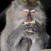 monkey_macaque_balinese_mf_ubud_v_0935_bal4650.jpg